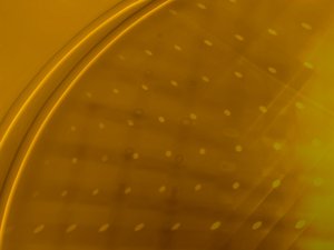 关务管理能力模型：你需要具备哪些技能